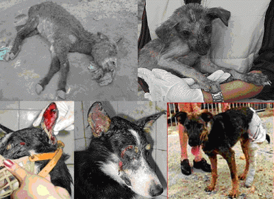 los animales del mundo.